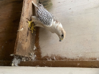 Gyr/saker 7/8th seman Doner 
