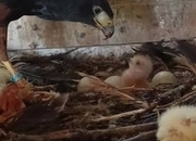 Breeding pair of harris hawks