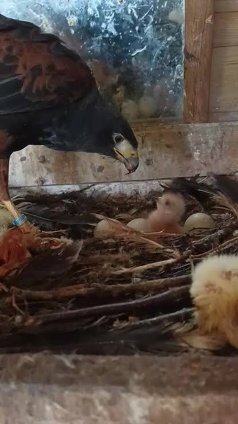 Breeding pair of harris hawks