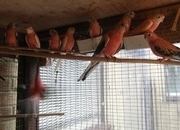 14 Aviary Bred Bourkes Parkeets Super Condition Aged 2 - 8 years Old