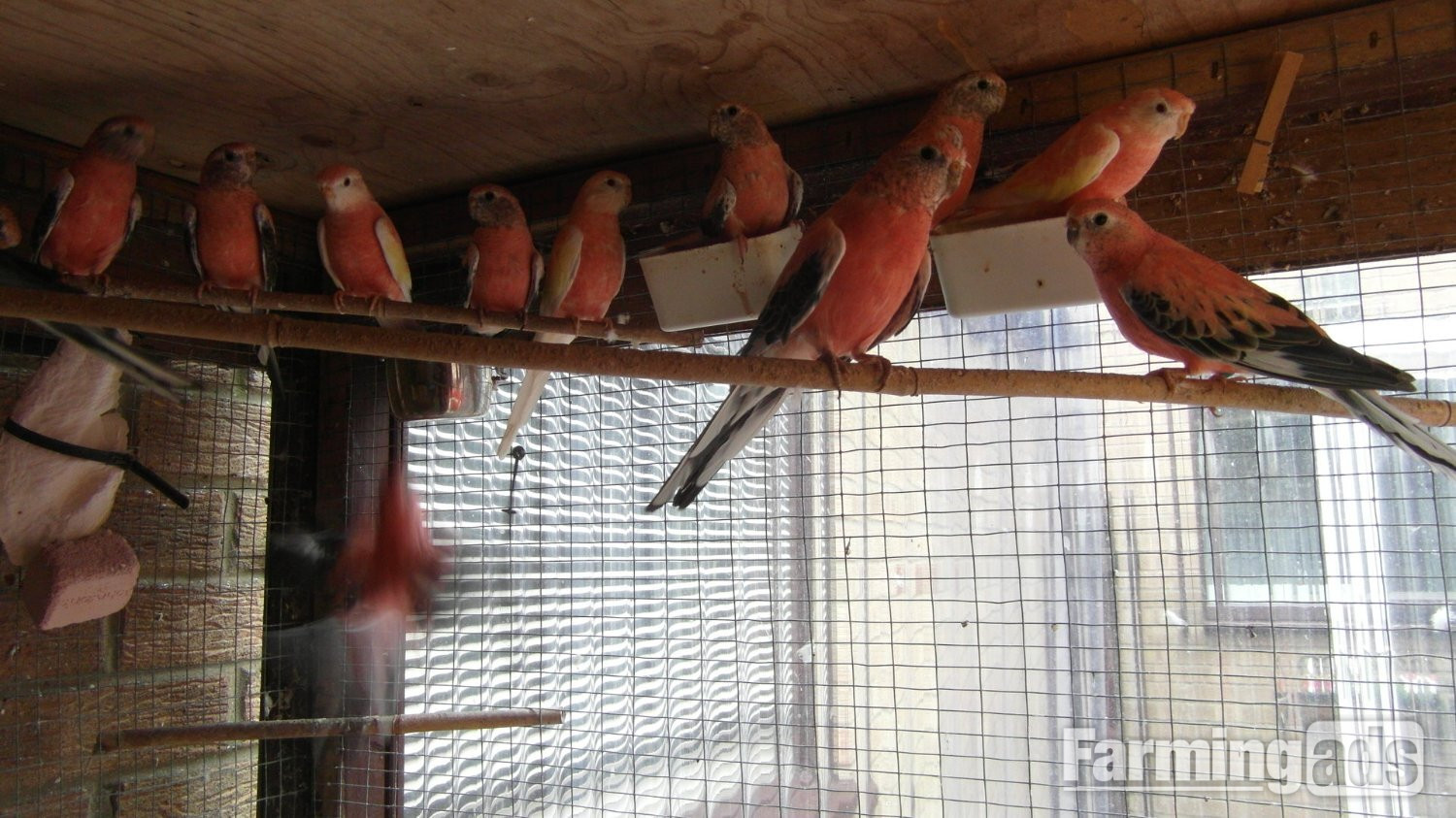 14 Aviary Bred Bourkes Parkeets Super Condition Aged 2 - 8 years Old