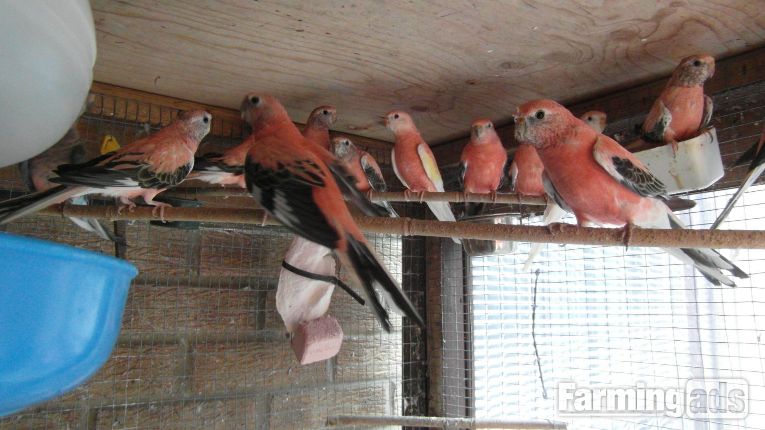 14 Aviary Bred Bourkes Parkeets Super Condition Aged 2 - 8 years Old