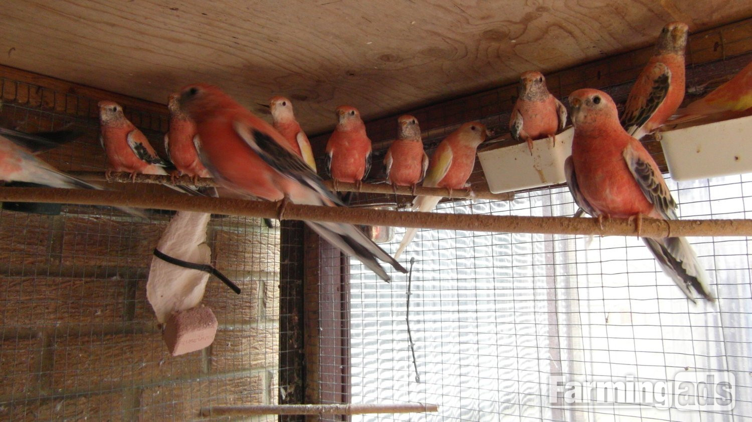  14 Aviary Bred Bourkes Parkeets Super Condition Aged 2 - 8 years Old