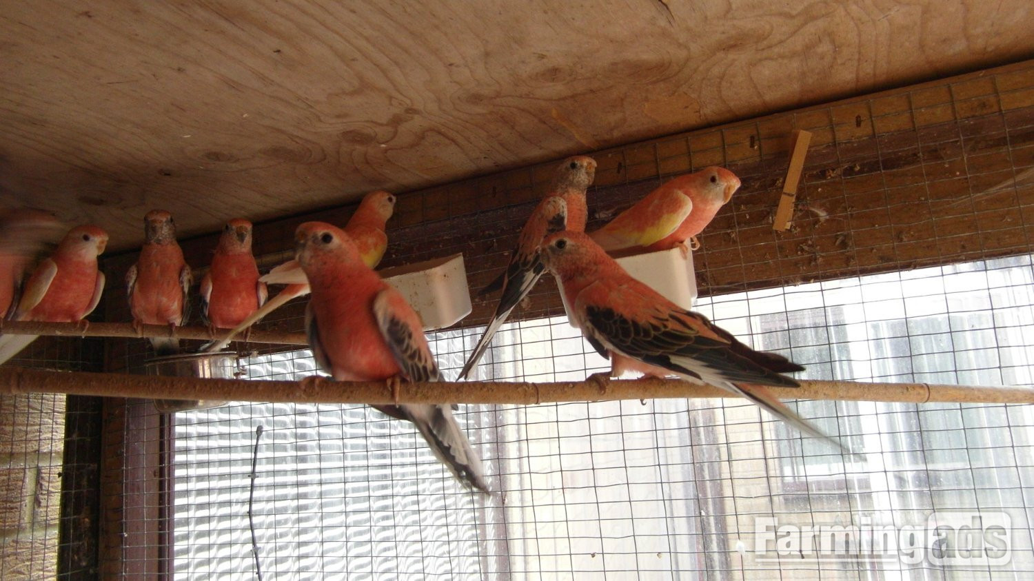 14 Aviary Bred Bourkes Parkeets Super Condition Aged 2 - 8 years Old - {CATEGORY}