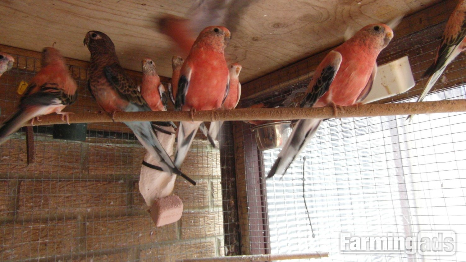 14 Aviary Bred Bourkes Parkeets Super Condition Aged 2 - 8 years Old - {CATEGORY}