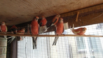 14 Aviary Bred Bourkes Parkeets Super Condition Aged 2 - 8 years Old