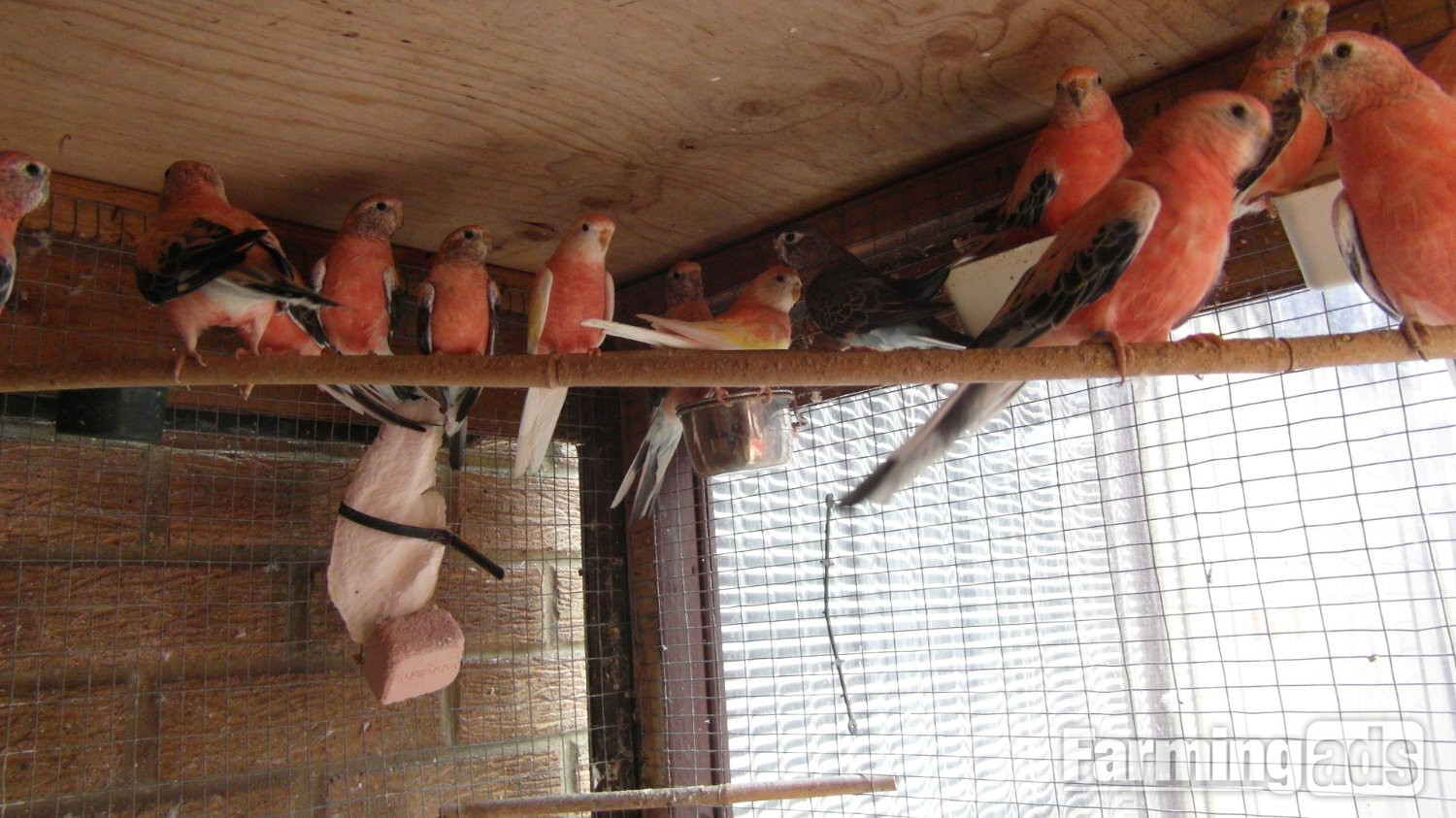 14 Aviary Bred Bourkes Parkeets Super Condition Aged 2 - 8 years Old 