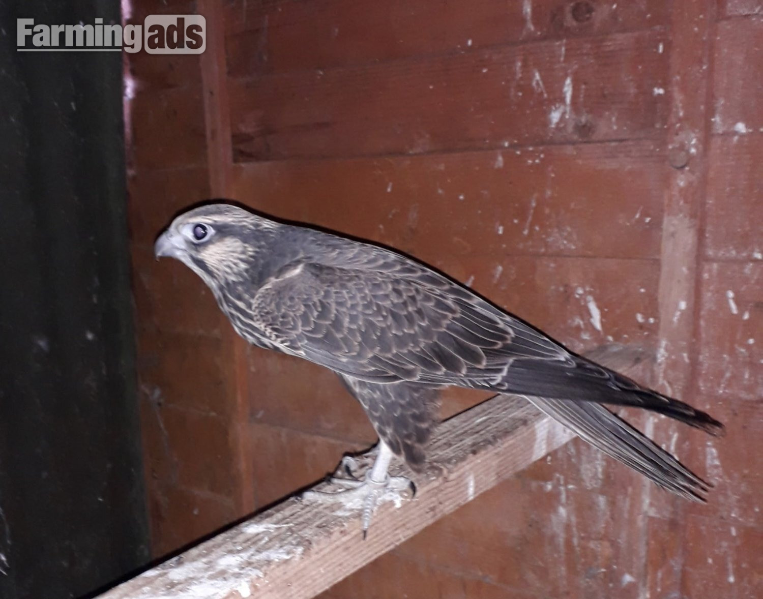 2026 parent reared Lugger Falcons