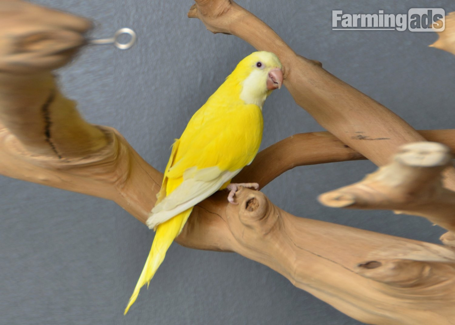 Baby Yellow Quaker