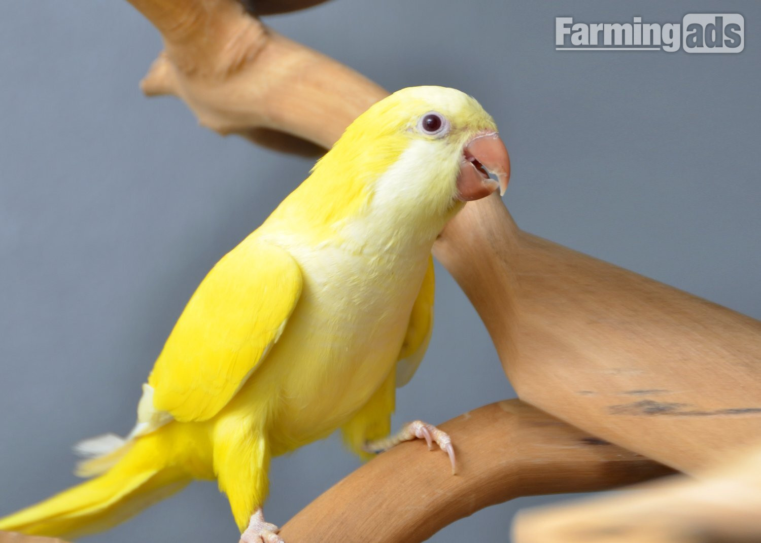 Baby Yellow Quaker