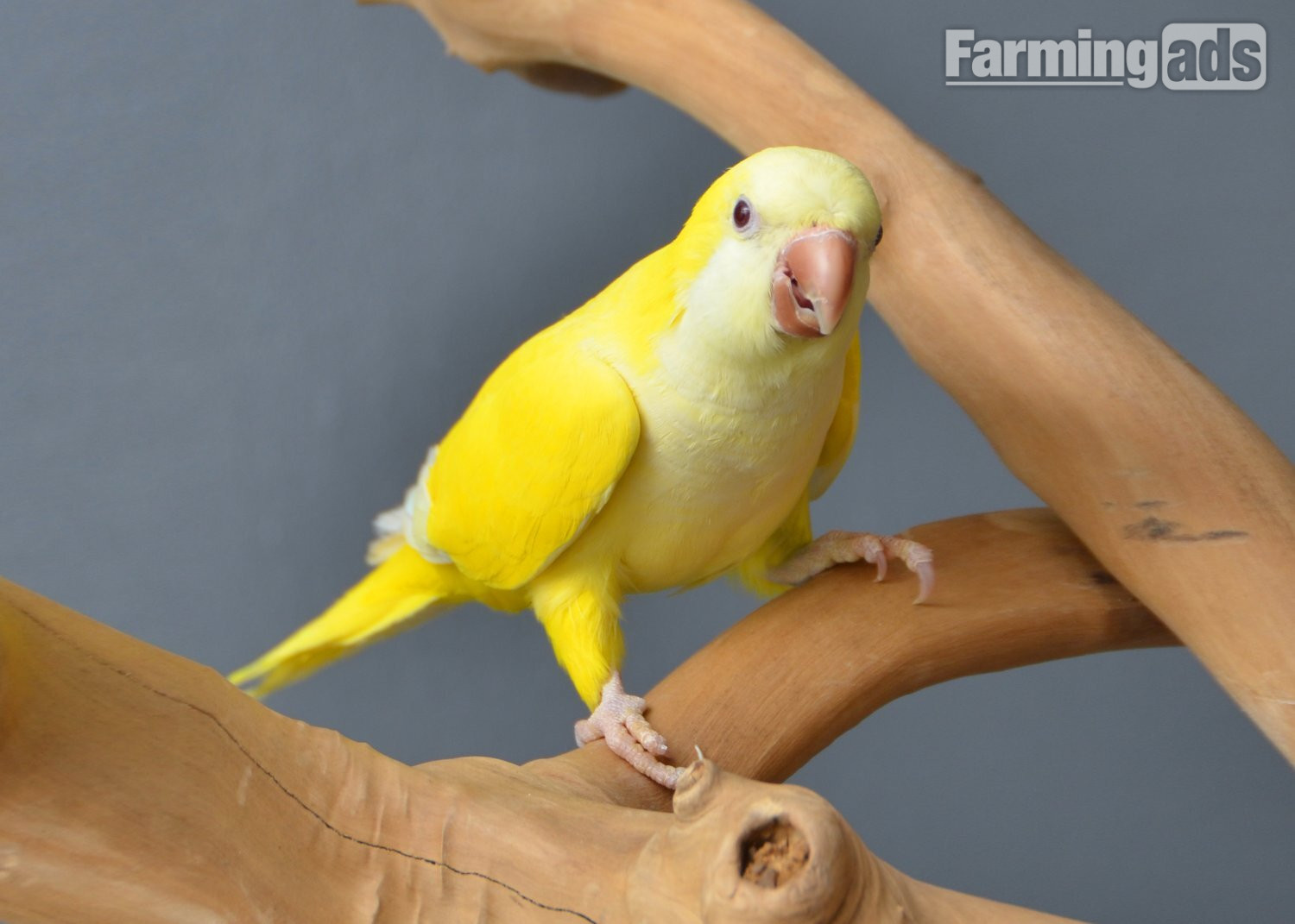  Baby Yellow Quaker