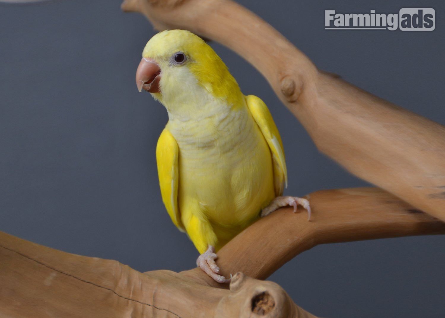 Baby Yellow Quaker - {CATEGORY}