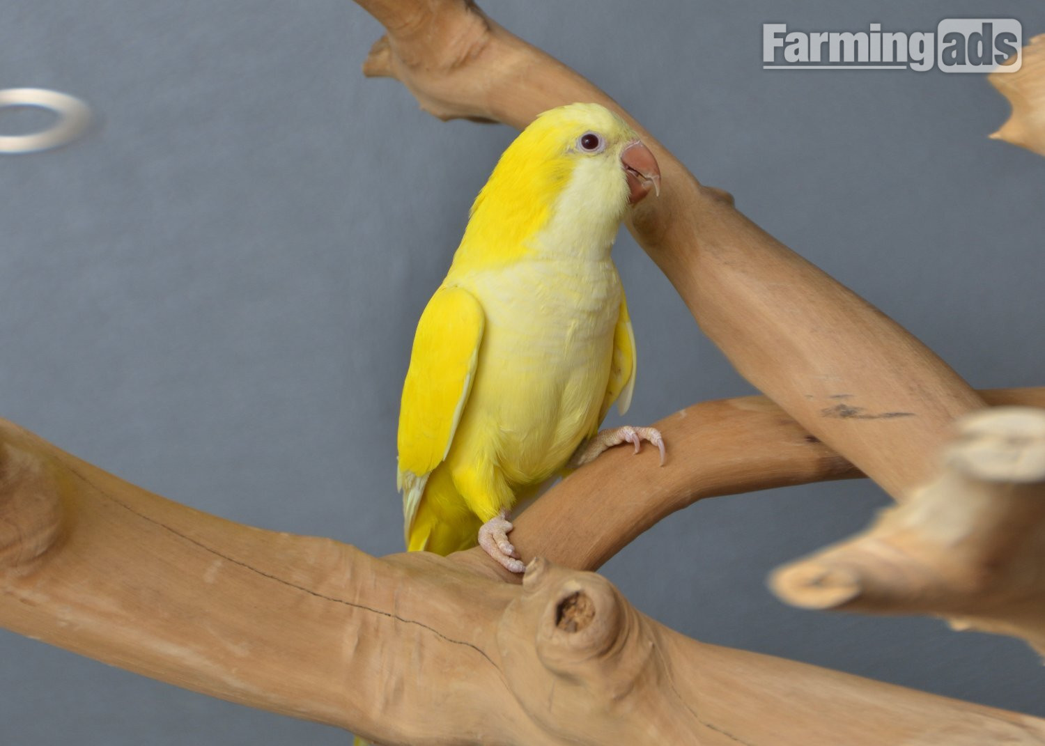 Baby Yellow Quaker - {CATEGORY}