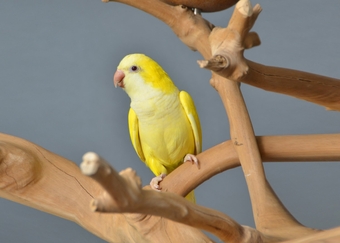 Baby Yellow Quaker