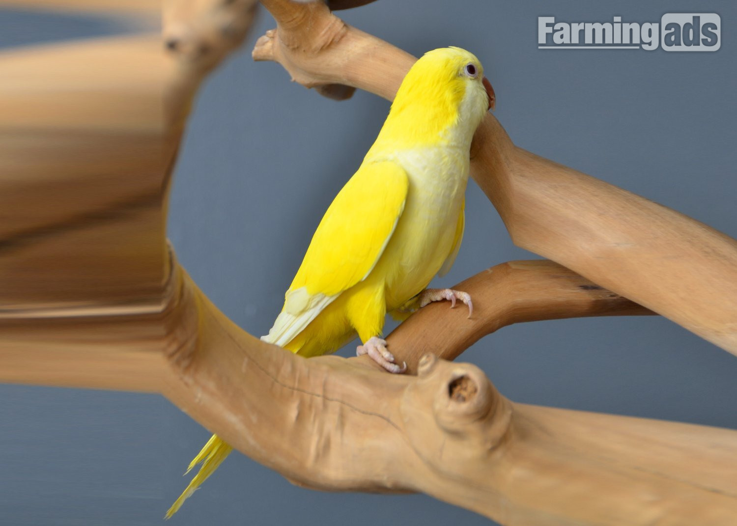 Baby Yellow Quaker 