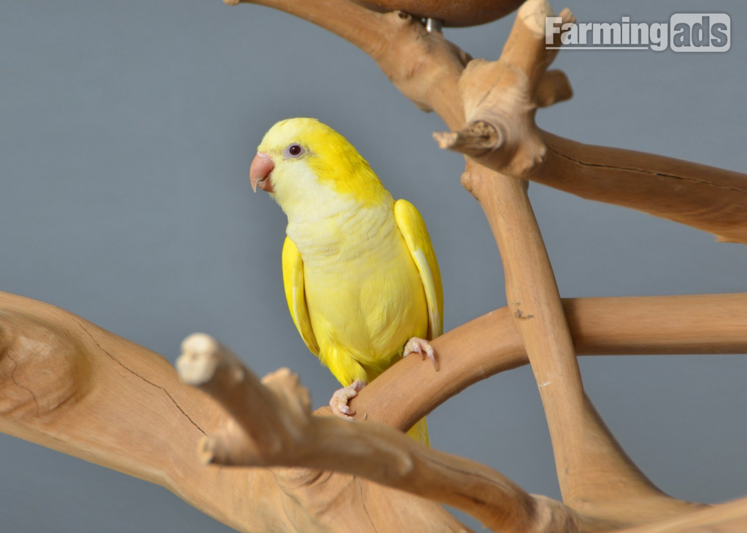 {CATEGORY} - Baby Yellow Quaker