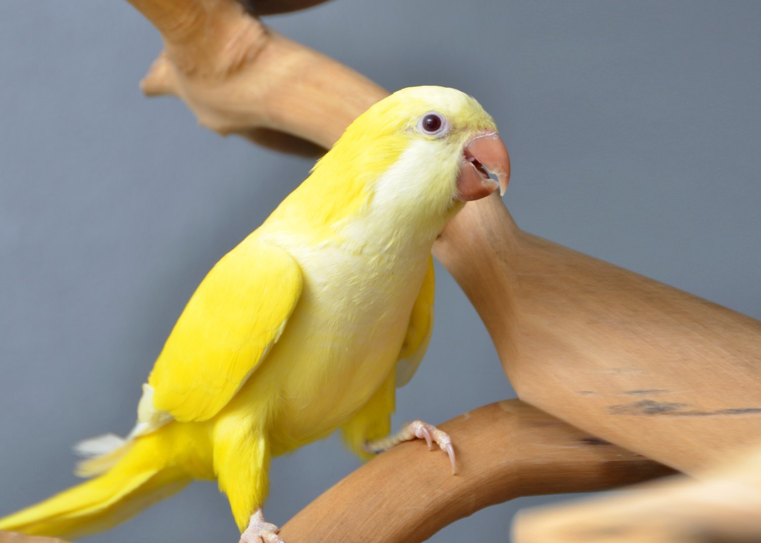 Baby Yellow Quaker