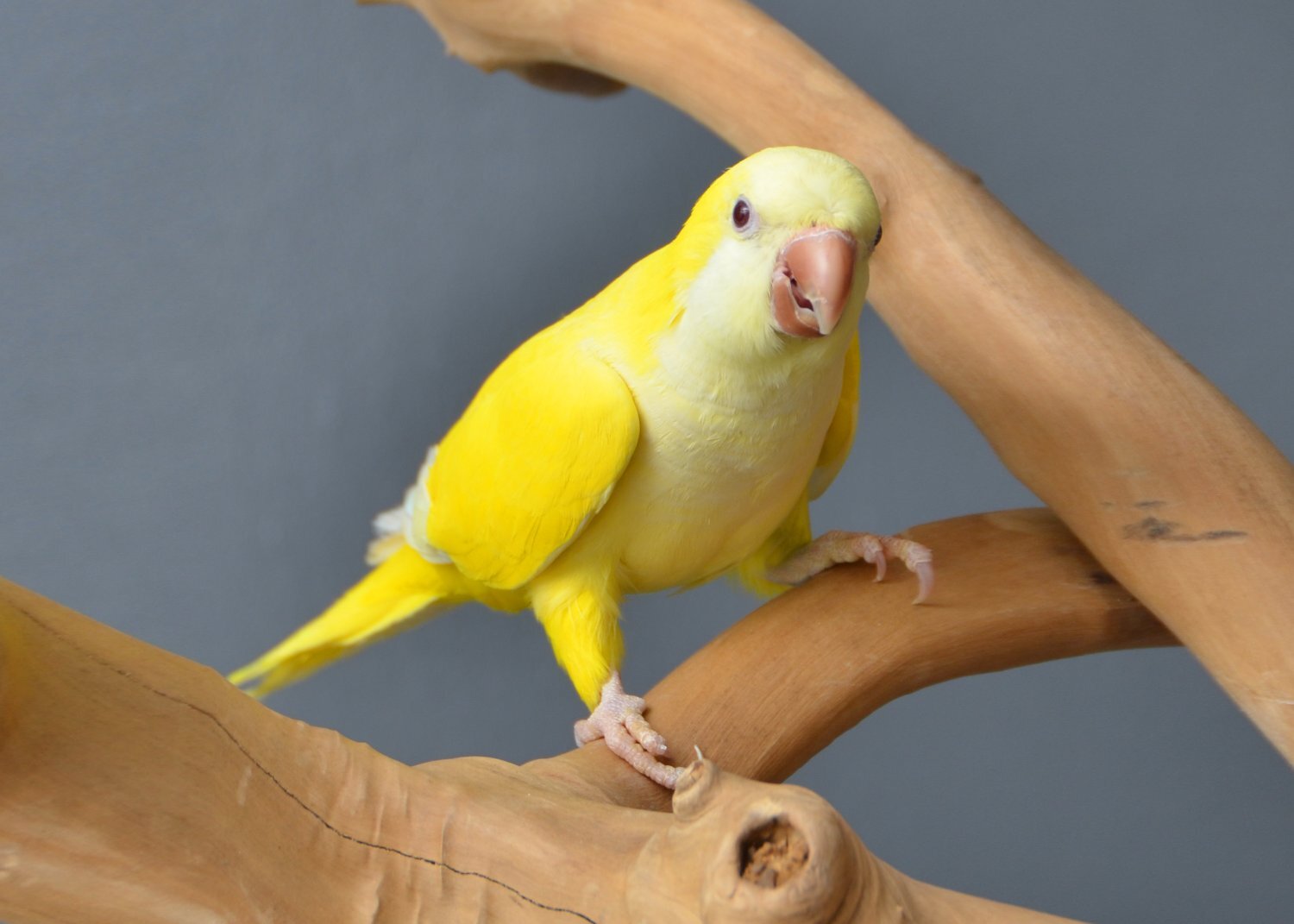  Baby Yellow Quaker