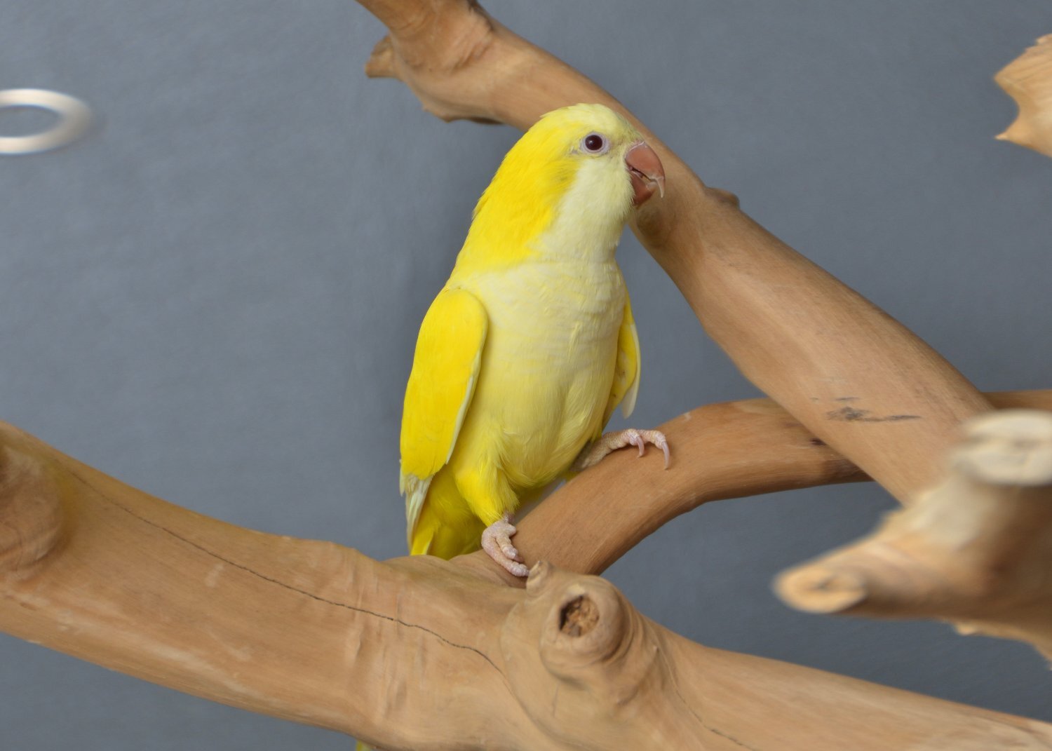 Baby Yellow Quaker - {CATEGORY}