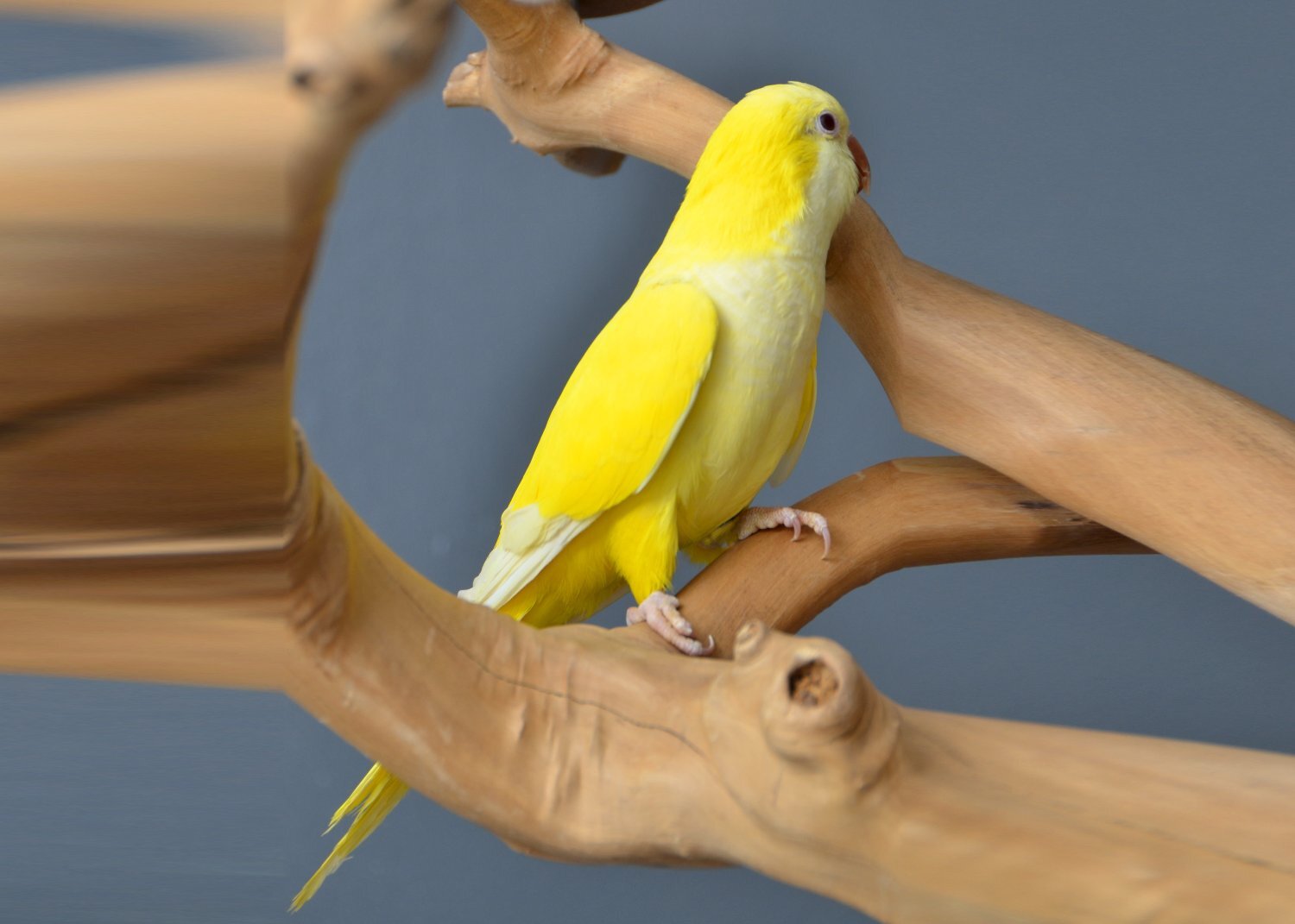 Baby Yellow Quaker 