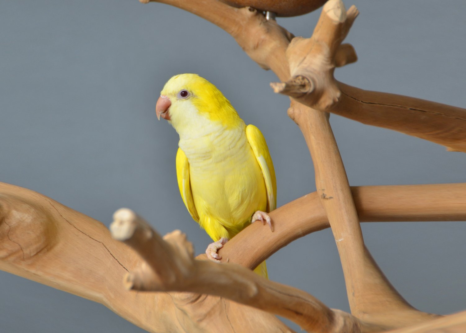 {CATEGORY} - Baby Yellow Quaker