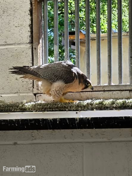 Multiple falcons for Sale