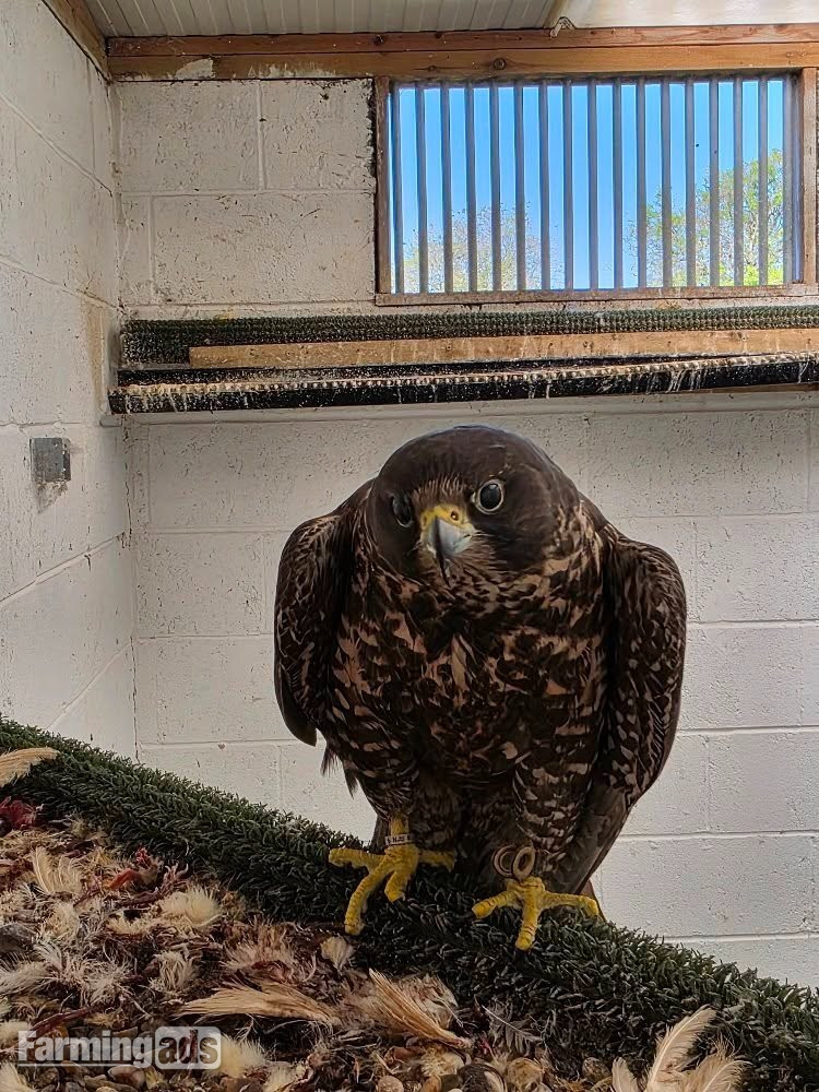 Multiple falcons for Sale - {CATEGORY}