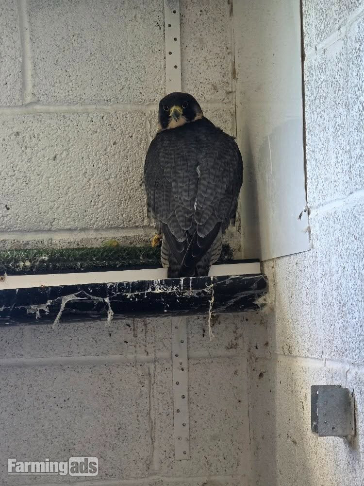 Multiple falcons for Sale - {CATEGORY}