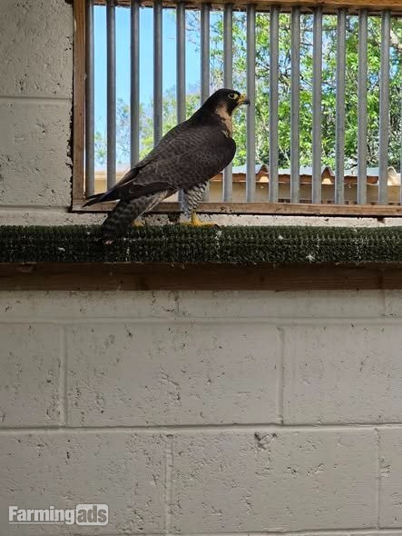 Multiple falcons for Sale 