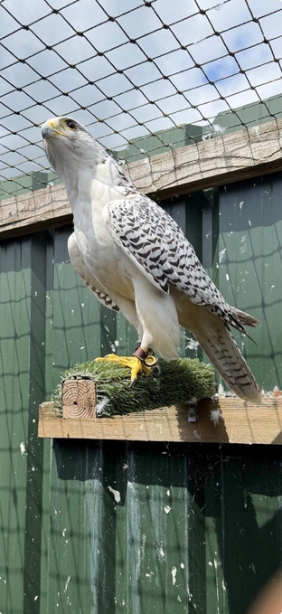 Female Gyr p/r Gyr saker male 