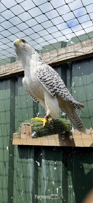 Gyr saker male 