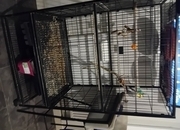 Whistling cockatiel and cage