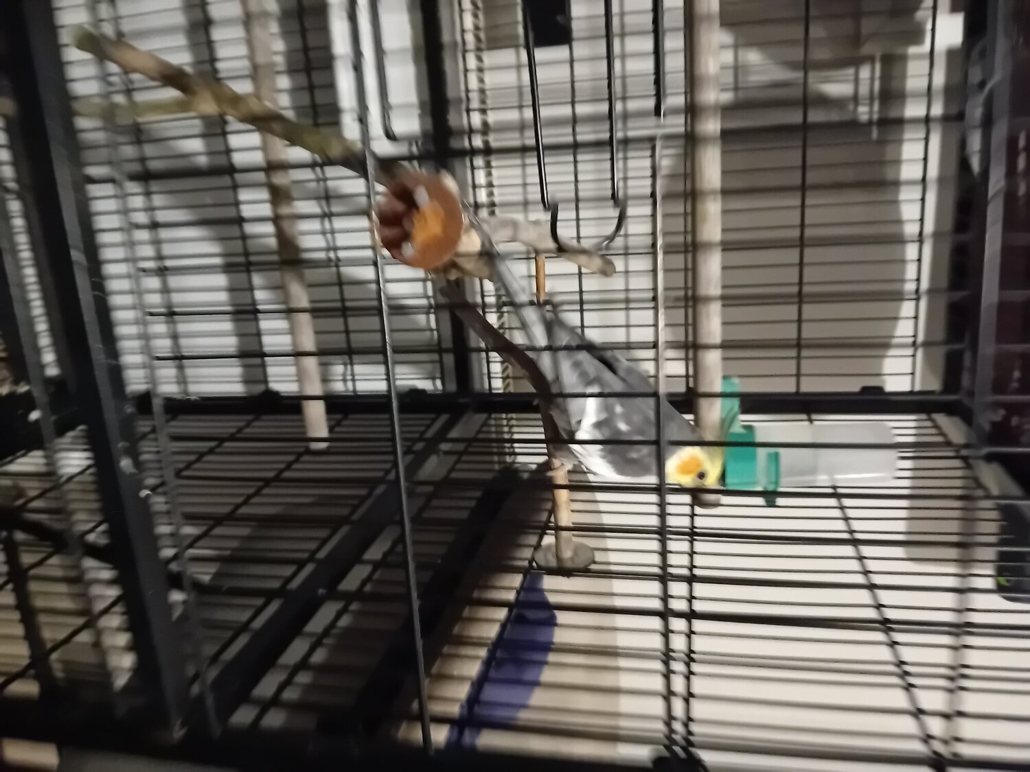Whistling cockatiel and cage