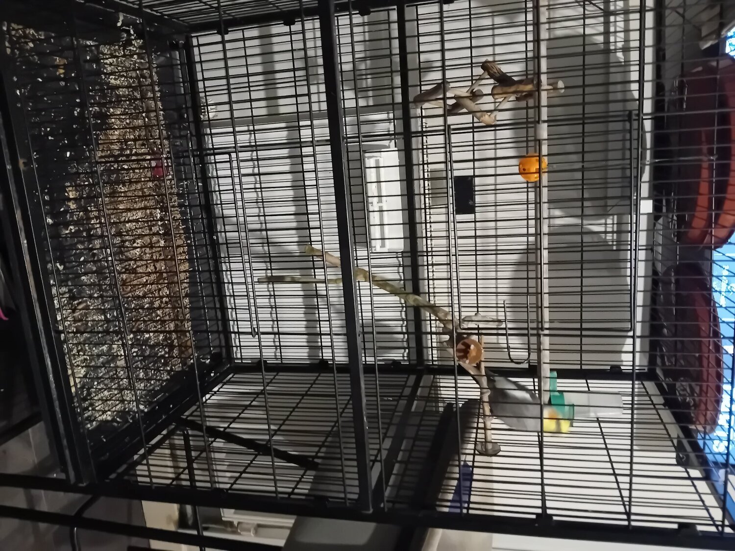  Whistling cockatiel and cage