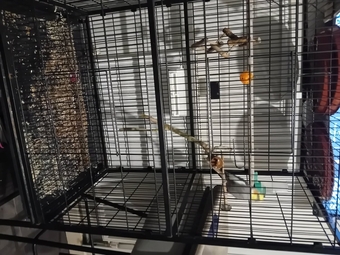 Whistling cockatiel and cage