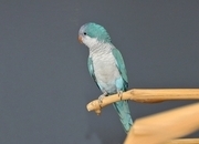 Baby Blue Quaker Talking Parrots