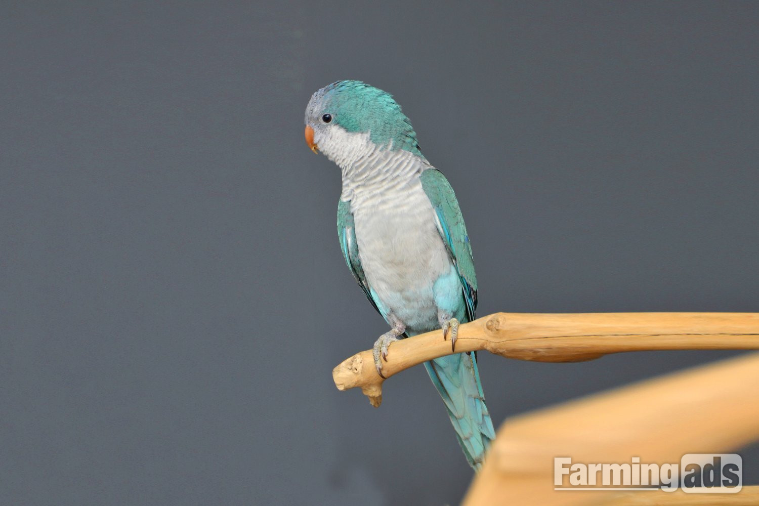 Baby Blue Quaker Talking Parrots