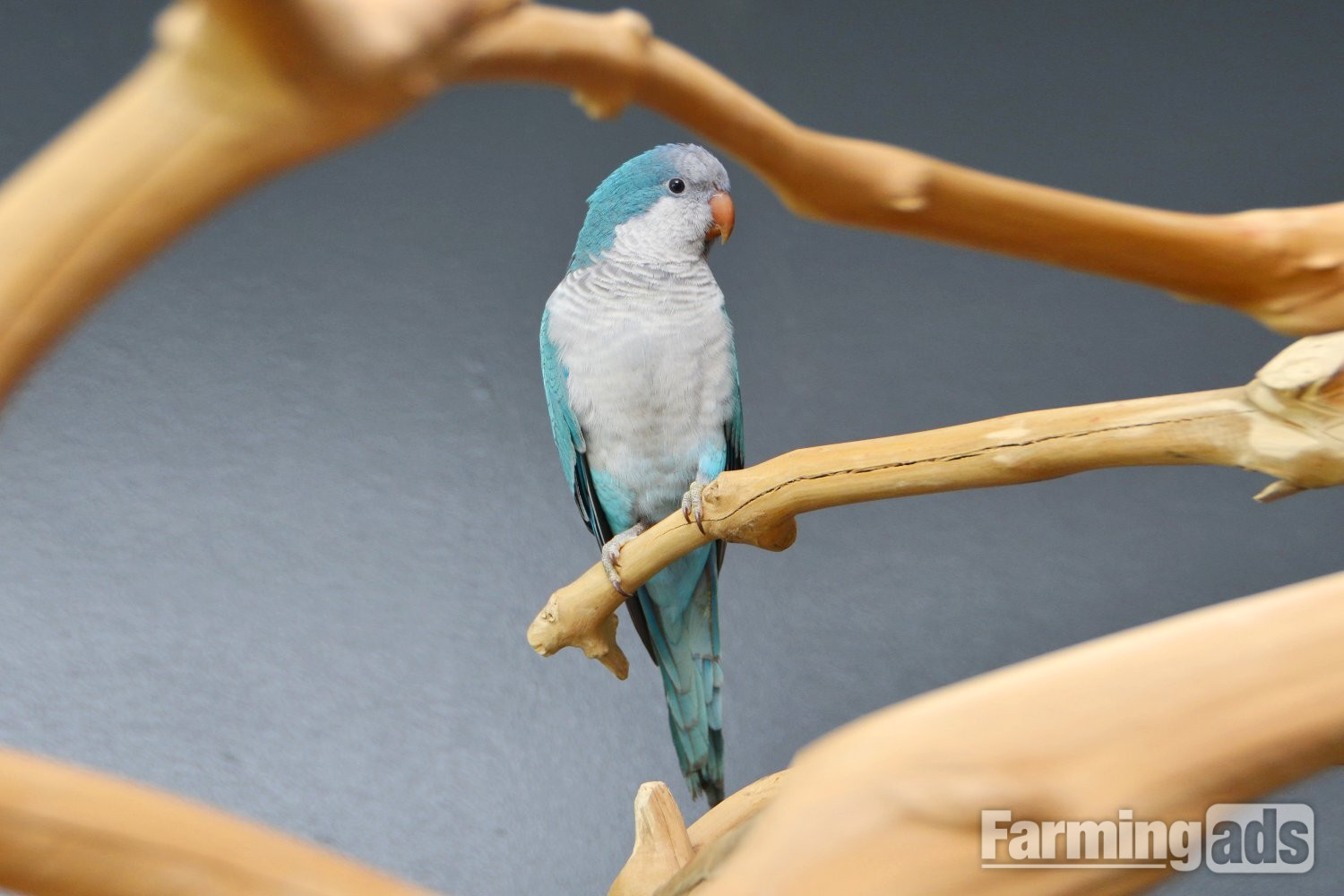 Baby Blue Quaker Talking Parrots