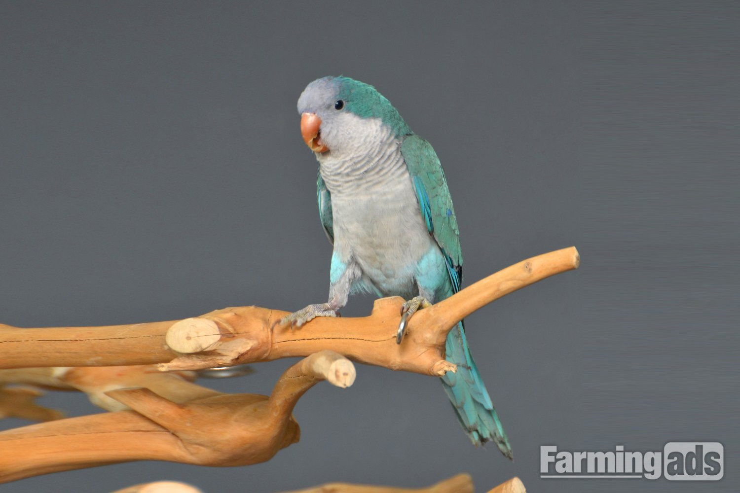  Baby Blue Quaker Talking Parrots