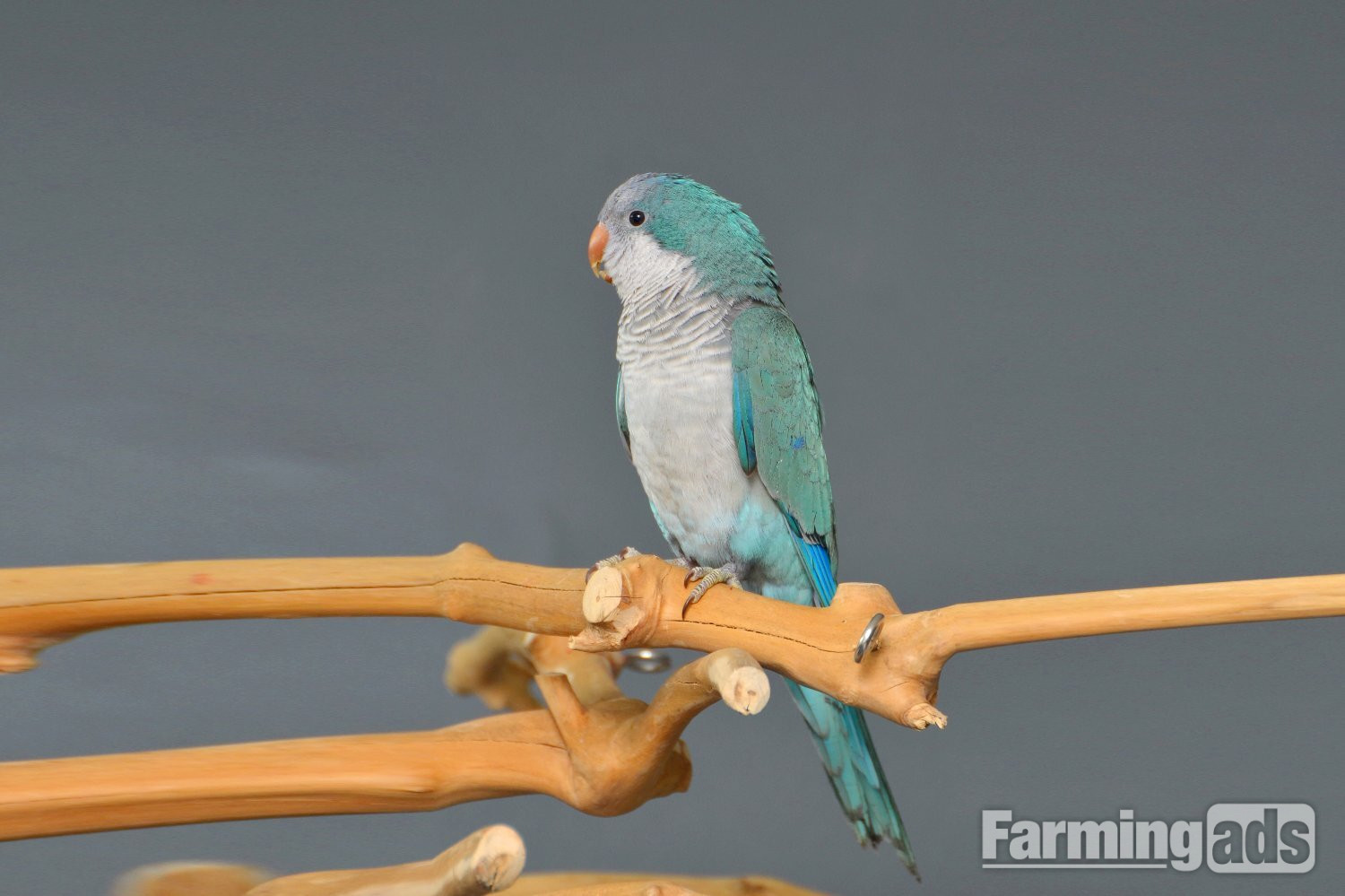 Baby Blue Quaker Talking Parrots - {CATEGORY}