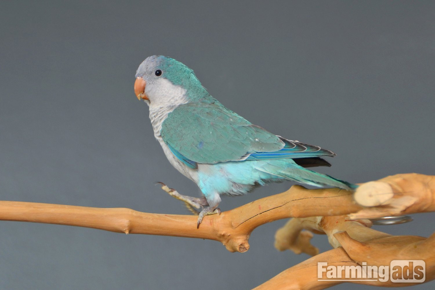 Baby Blue Quaker Talking Parrots - {CATEGORY}