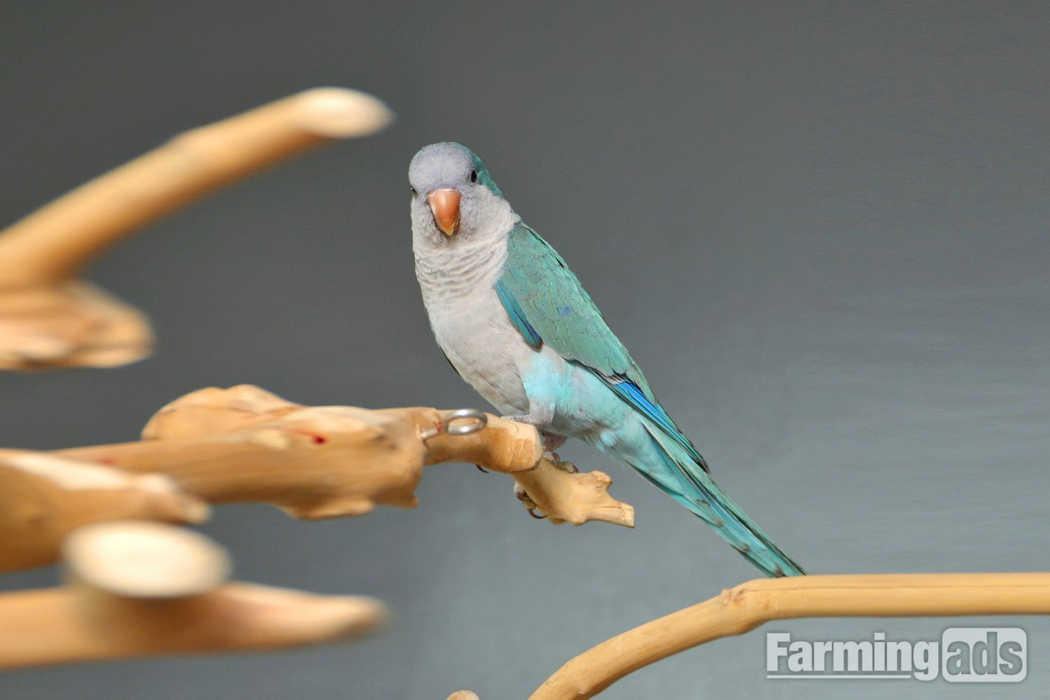 Baby Blue Quaker Talking Parrots 