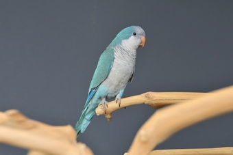 Baby Blue Quaker Talking Parrots
