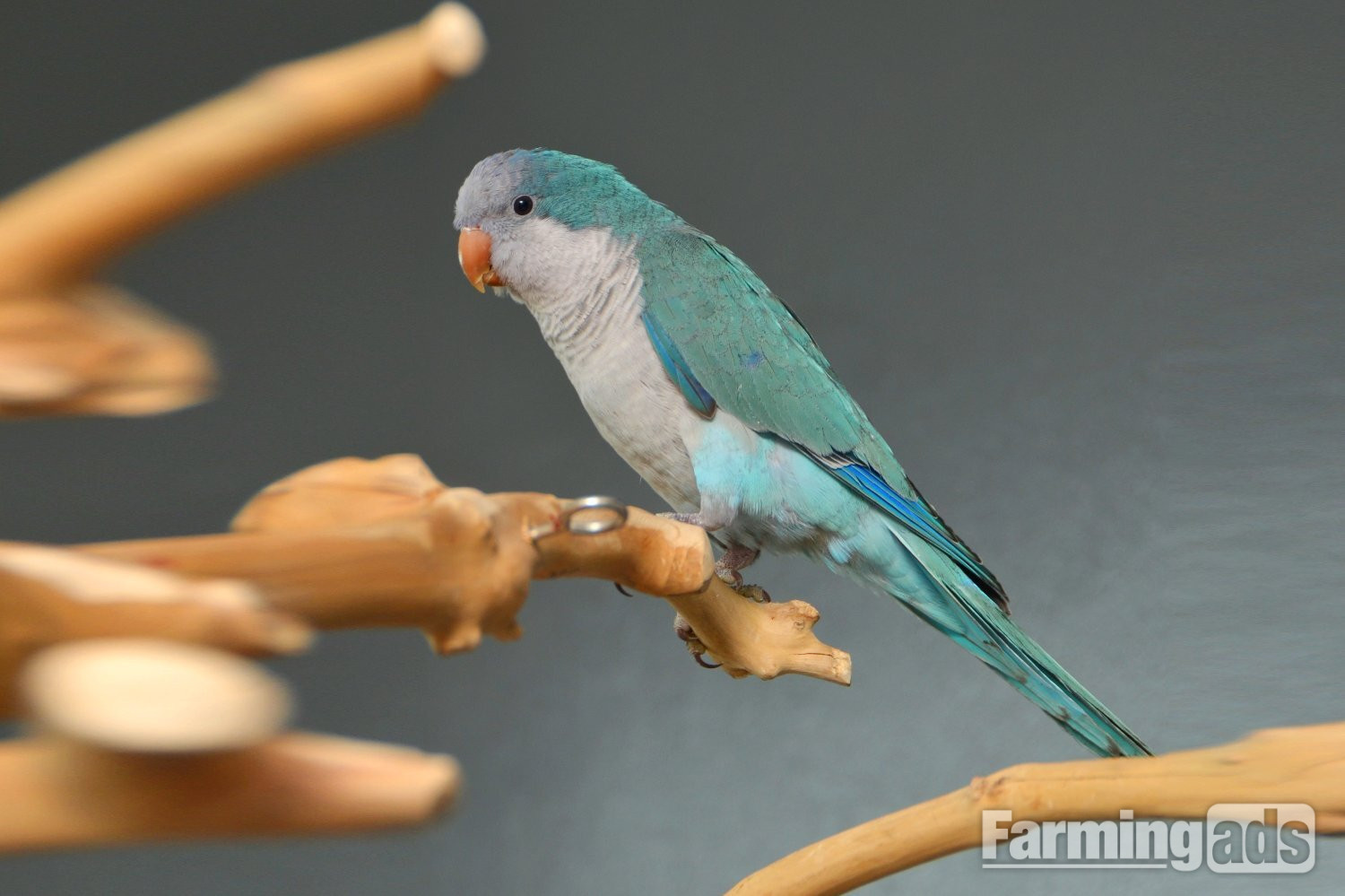 {CATEGORY} - Baby Blue Quaker Talking Parrots