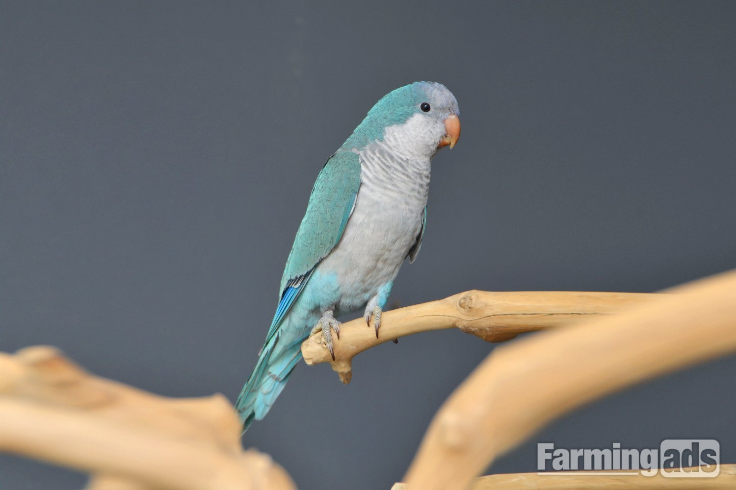 {CATEGORY} - Baby Blue Quaker Talking Parrots
