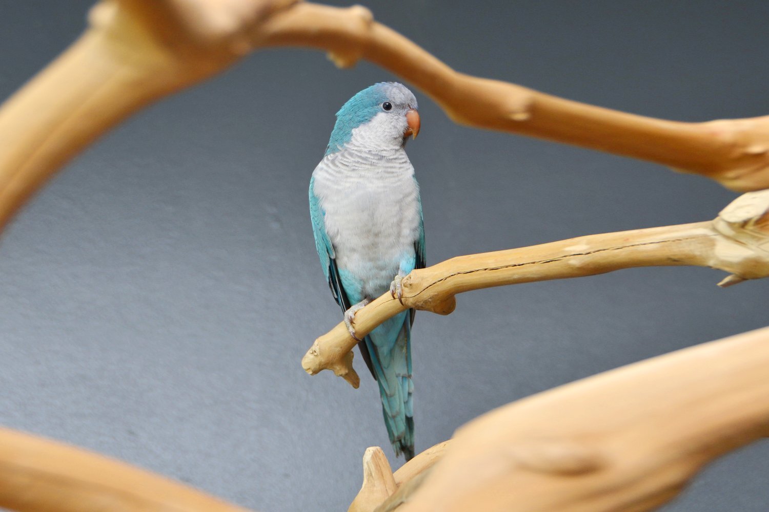 Baby Blue Quaker Talking Parrots