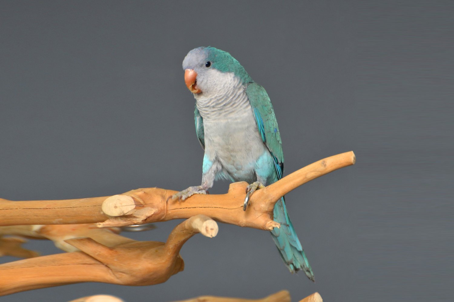  Baby Blue Quaker Talking Parrots