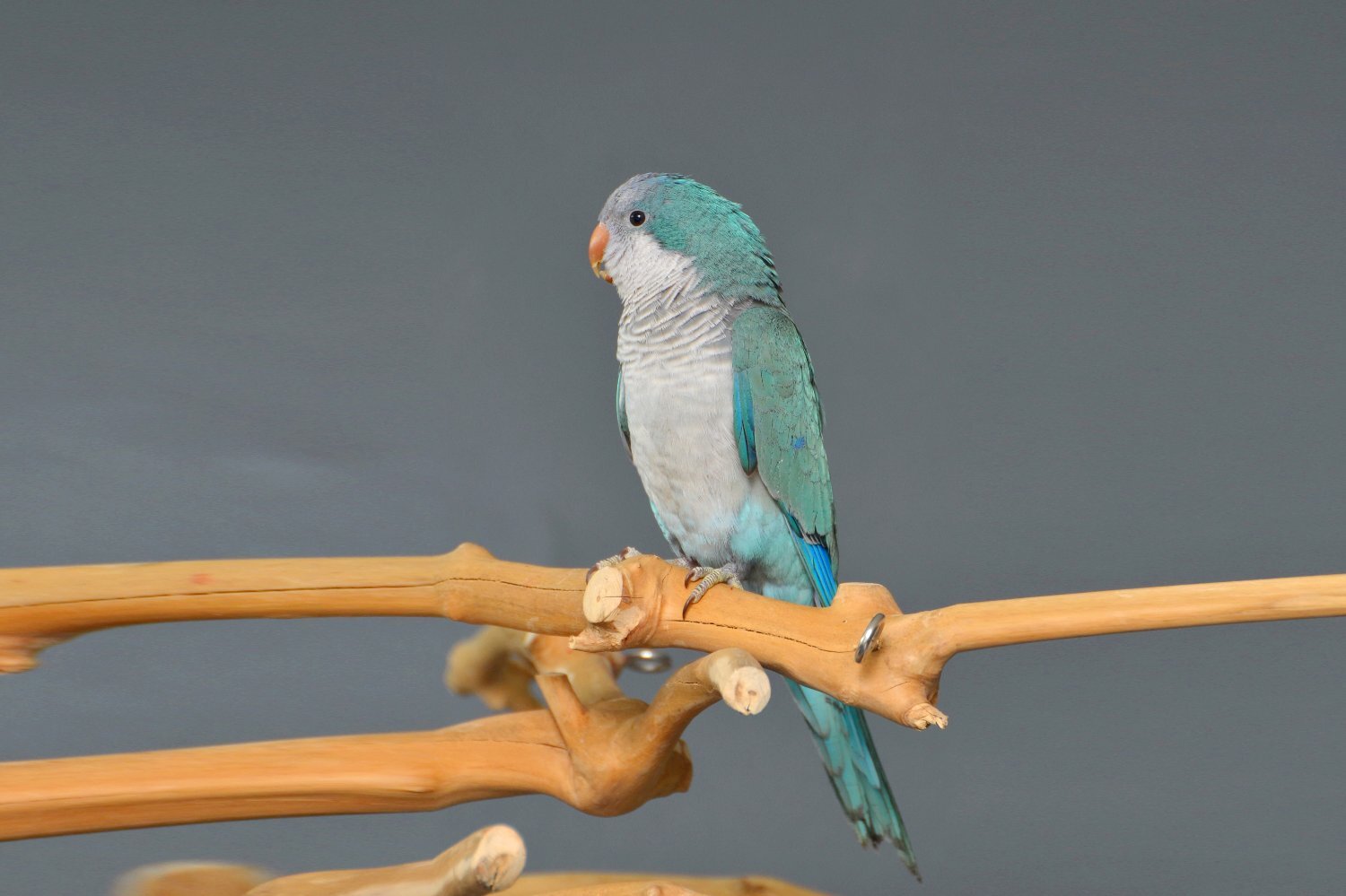 Baby Blue Quaker Talking Parrots - {CATEGORY}