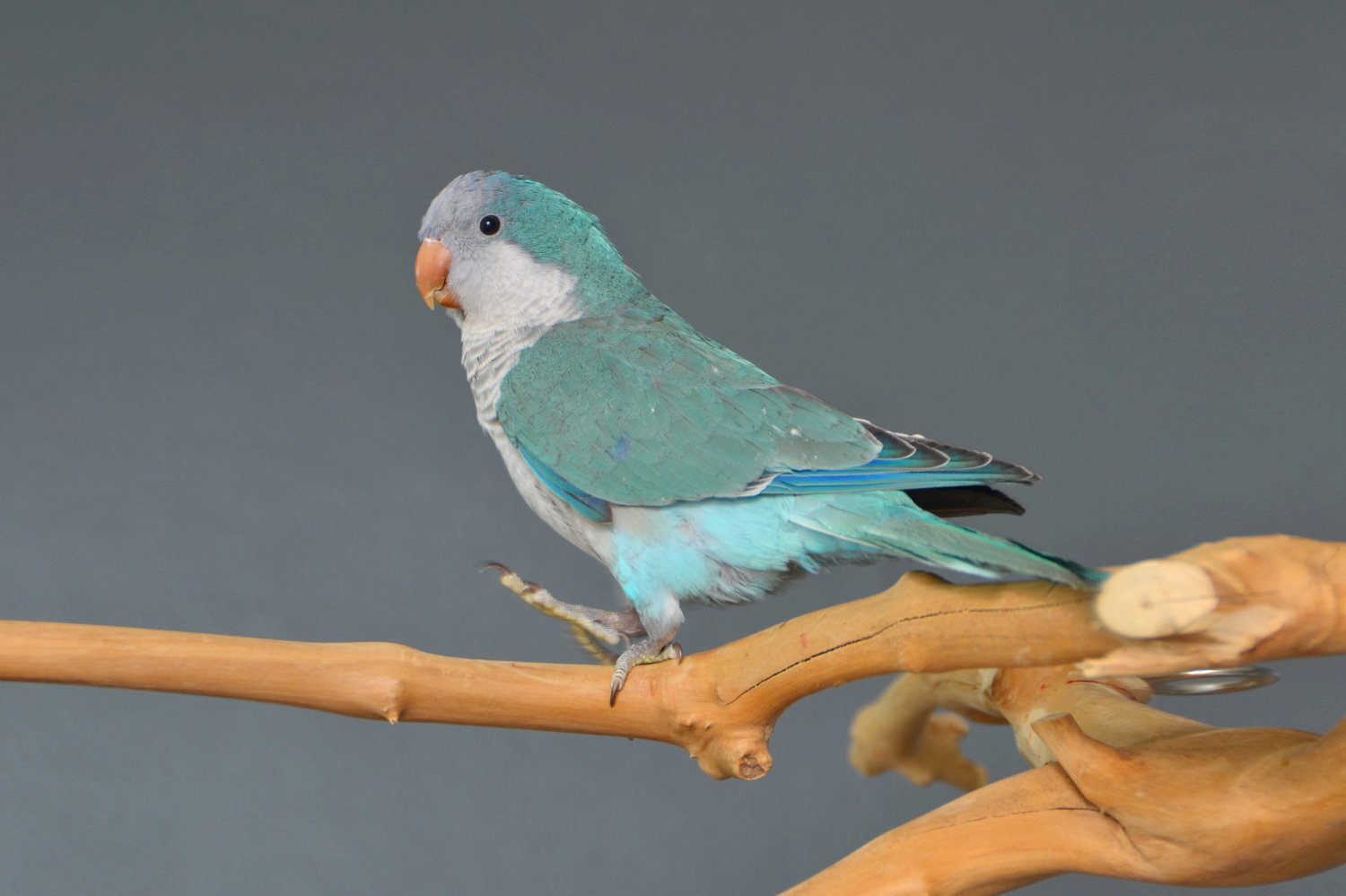 Baby Blue Quaker Talking Parrots - {CATEGORY}