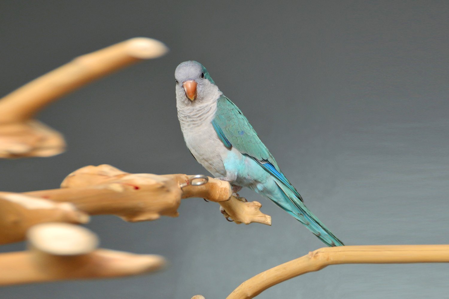 Baby Blue Quaker Talking Parrots 